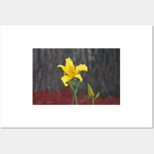 Yellow Stargazer Lily Posters and Art